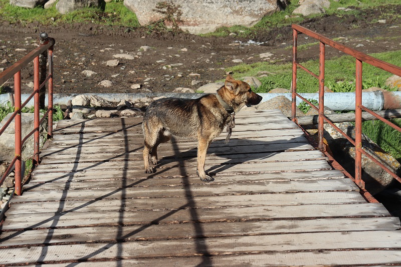 Pozor na voľne pobehujúce psy. Síce nie sú agresívne, ale vždy chodia za nami a zbaviť sa ich je problém.