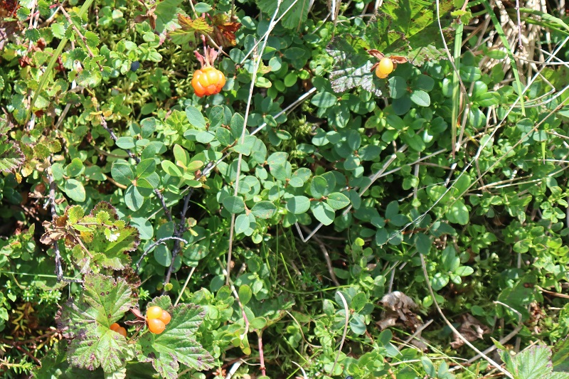 Cloudberries, už ste ich niekedy ochutnali?