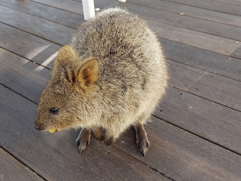 Quokka je symbolom Rottnest Islandu