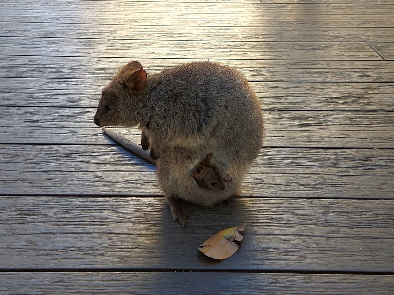 Táto mala aj malú quokku vo vačku