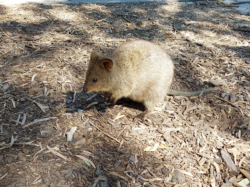 Quokky nájdeme hlavne v hlavnom meste, kde sú už naučení na ľudí